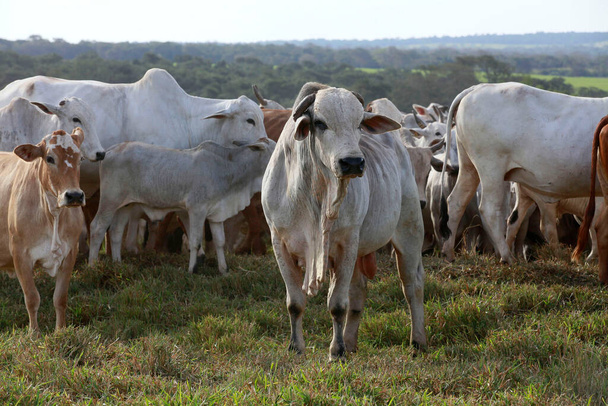China will continue to demand large quantities of beef, but the surprise is that the United States will have a high deficit