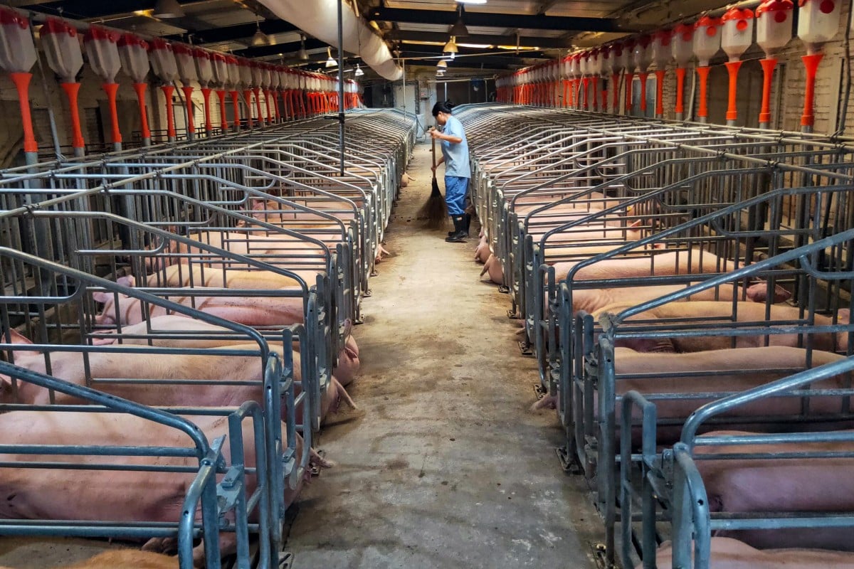 China hog production.jpg